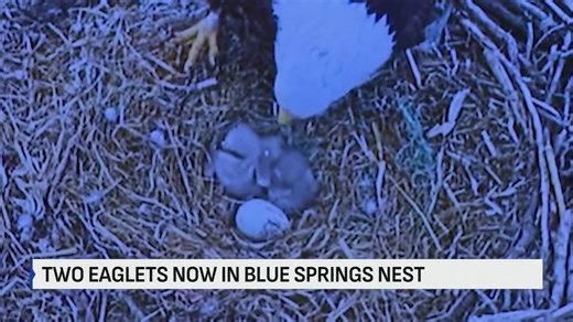 Blue Springs eaglets emerge, excitement grows in community