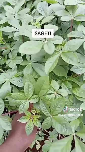 Passionate Farmer Cultivating Green Gold on a Vegetable Farm