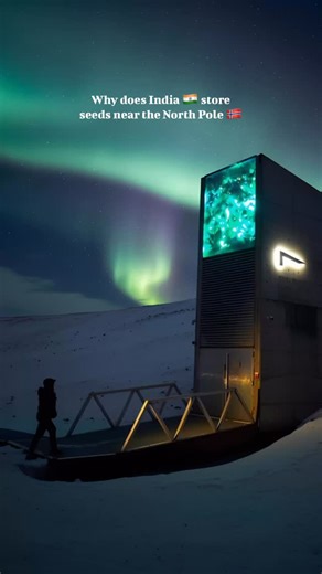 The world’s coldest bank!!! 🥶❄️ Think of the Svalbard Seed Vault as Earth’s backup drive for food, a place where countries and genebanks store duplicate seeds so crop varieties don’t disappear after war, disasters, funding cuts, or plain bad luck. Why Svalbard? It’s on the Norwegian archipelago near Longyearbyen which is remote, cold, and geologically stable. The vault is more than 100 meters inside a mountain, and the surrounding permafrost acts like a natural freezer, helping keep seeds froze