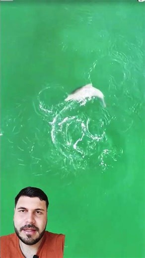 Dolphin hunting! #animals #fish