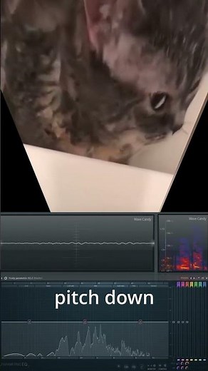 bathing cat saying im cold sound effects #catsoftiktok #catmusic #catmemes #talkingcat