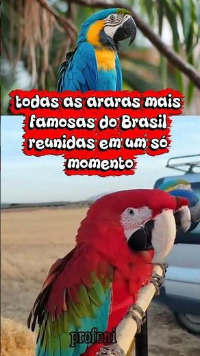 as araras mais famosas e raras do Brasil #araras