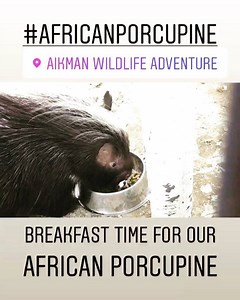 African Porcupines are the largest species of porcupine in the world and one of the largest rodents in the world. They have up to 30,000 quills & when alarmed, they will run backwards & embed its quills into the predator. Their incisor teeth grow constantly & need to be worn down consistently or they will scrape the insides of their mouths becoming painful. #interesting #unique #awesomeanimals #africanporcupine #a #aikmanwildlifeadventure #porcupine #porcupines #video #videographer #love #animal