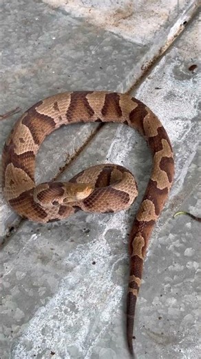 The BIGGEST and smallest Copperheads I’ve ever seen! 🐍