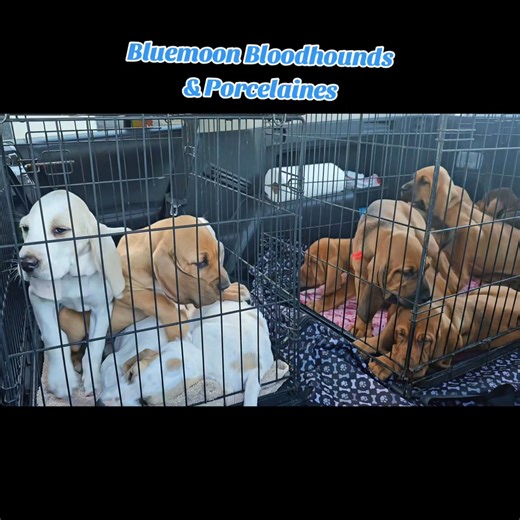 55K views · 1K reactions | Vet check day  Puppies start going home this weekend! 珞 #bluemoonbloodhounds #bluemoonbloodhoundsandporcelaines | Bluemoon Bloodhounds & Porcelaines | Facebook
