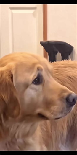 #dogs #cats #funnypets #humor #funnymemes