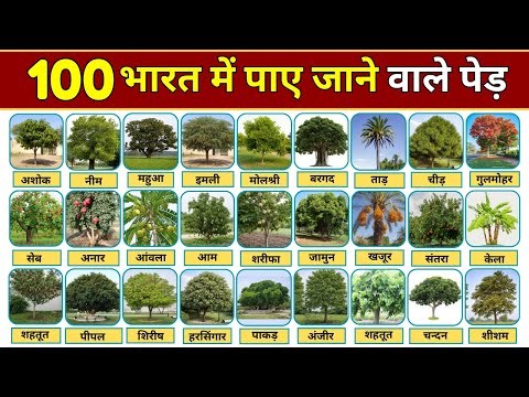 भारत में पाए जाने वाले 100 पेड़ों के नाम | छायादार एवं फल वाले पेड़ | भारतीय पेड़ों के नाम | Tree Name