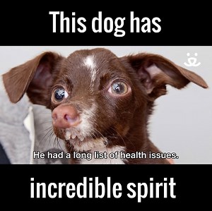 Cletus was abandoned as a pup with many health issues, but his life has finally changed for the better.. 😆🙌 | UNILAD