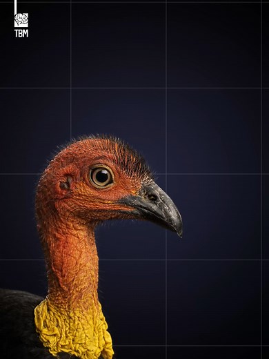 Megapode Bird: Nature's Living Thermometer Incubator