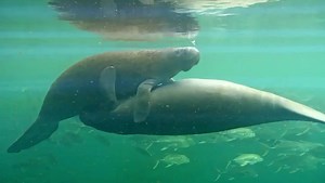 49K views · 1.5K reactions | Dance of the Manatee. @savethemanateeclub | explore.org | Facebook