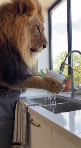 When the Lion is Stuck Doing the Dishes