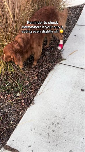 Dog Nail Injuries: Importance of Regular Paw Checks