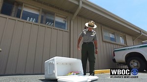 11K views · 84 reactions | Keeping Assateague Island's Wild Ponies...