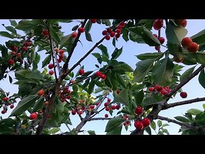 BING cherry tree