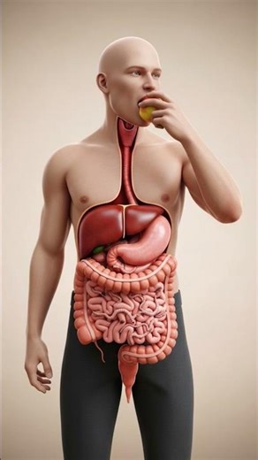 Inside the Human Digestive System | 3D Cutaway Animation with Intestinal Parasites