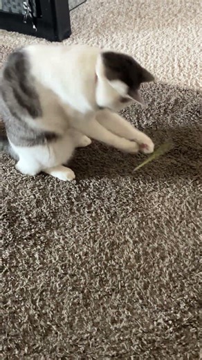 Shoe Cat vs. LEGO pipe #catshorts #turkishcat #legoshorts #catsplaying