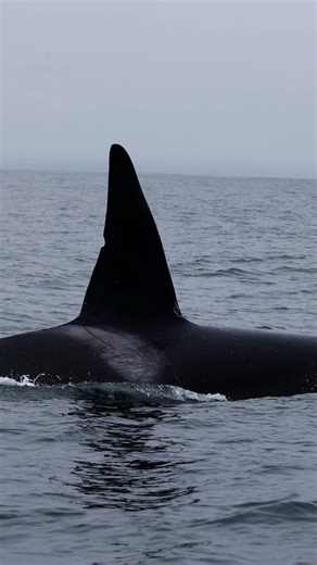 Male and female orca! | Slater Moore Photography