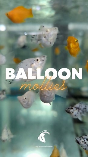 1.3K views · 12 reactions | Our Balloon Mollies are always happy to see you! These round and colourful mollies are a joy to have in your tank. Both active and interactive, the Balloon Molly is sure to bring a smile to your face. Add a school of Balloon Mollies to your freshwater community tank today by visiting your local AI stockist. | Aquarium Industries | Facebook