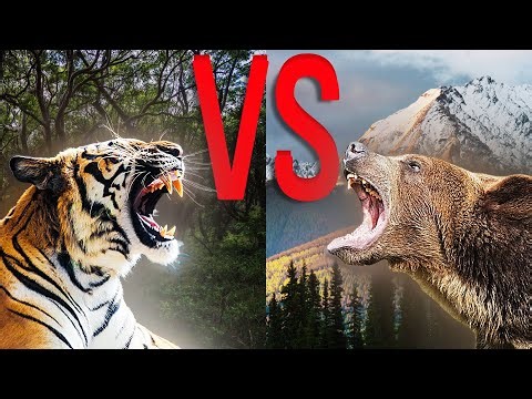 TIGER VS GRIZZLY BEAR Who Wins In A Fight