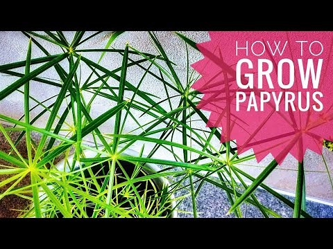 How to grow Papyrus