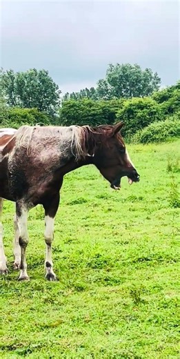Ton cheval panique, et toi, tu fais quoi ?