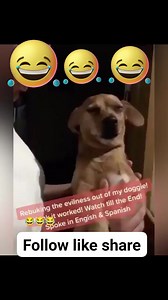 Bingo with anger issue😂🤣 #yoruba #funny #dog | Adeshola Emmanuel