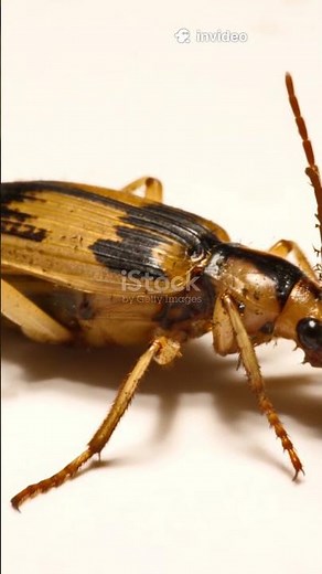 Boiling Acid: The Incredible Survival Strategy of Bombardier Beetles #facts