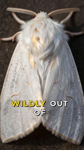 The Moth That Looks Like a Mistake 🦋🤯