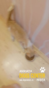 6.5K views · 400 reactions | Update: pisicul a scăpat de râia...