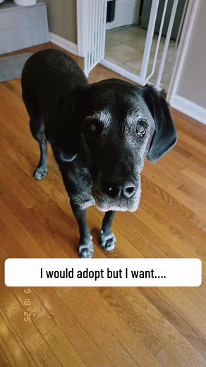 12 shares |  These sweet pups are ready to meet their forever families!  Could your home be the place where their tails never stop wagging?  Contact 3 Friends Animal Rescue @3friendsanimalrescue for more info. #adoptdontshop❤️ #foreverhome #dogrescues #puppylove #tennesseedogs #clarksvilletn | Stefanny Dang | Facebook