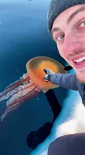 JellyCam Vlog Camera on Lion’s Mane Jellyfish – Arctic Cold Water Drift
