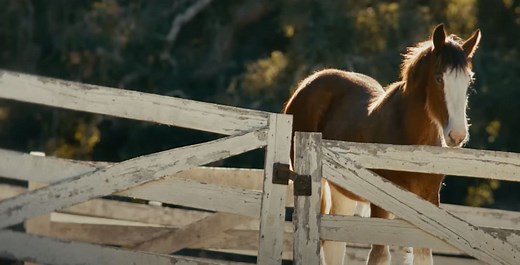Budweiser: 'First Delivery' | Super Bowl 2025