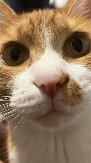 元捨て猫のちゃちゃ#猫#CAT#子猫#保護猫#捨て猫#茶トラ#茶白猫#猫のいる暮らし