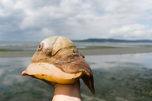 Close Encounters of the Snail Kind: The Fascinating Lewis’ Moon Snail — Our Wild Puget Sound