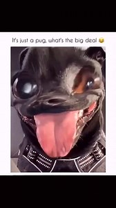 567K views · 29K reactions | Funny and cute dogs compilation (123)壟 #CheersToLife #HappyHour #Mixologist #GoodDrinks #CocktailHour | Animal Pals World | Facebook