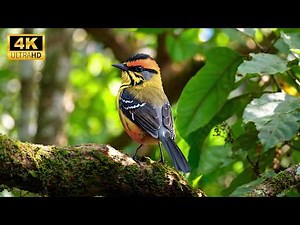 Relaxing Bird Sounds - Beautiful Birds Singing in Forest, Instant Relief from Stress and Anxiety