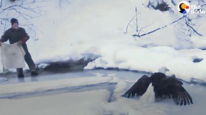 Watch how people brought this frozen bald eagle back to life ❤️ | The Dodo