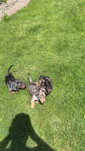 Doxie puppies Han & Leia wrestling in the grass #puppy #barkbox #dachshund #doxiedad #doglife #dog