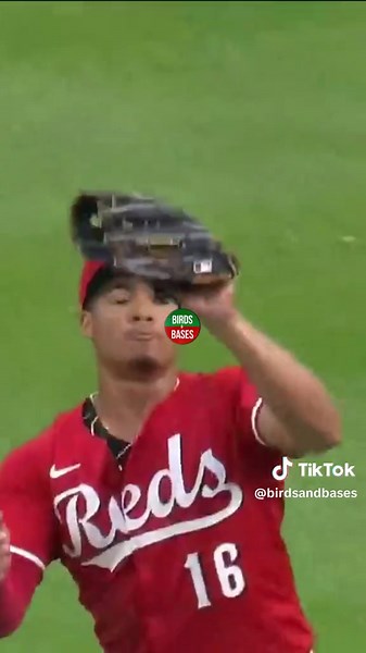 Birds & Bases on TikTok