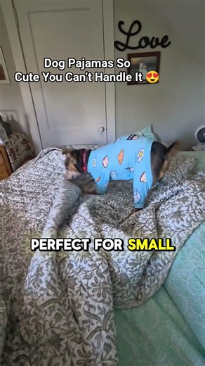 Dog Pajamas So Cute You’ll Melt 😍 | Spark Paws Review