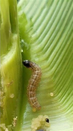When to Apply Second Fertilizer for Corn, Symptoms of the Most Dangerous Pests, and How to Preven...