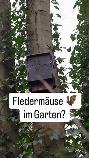 Fledermäuse im Garten? So kannst du Ihnen helfen. ￼