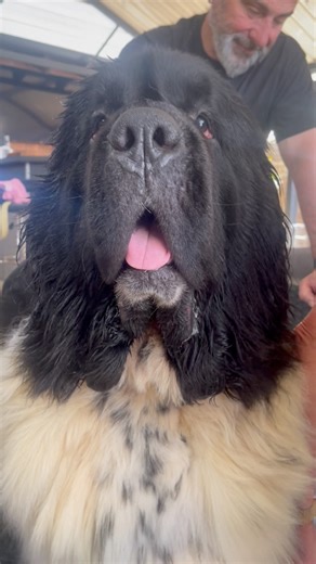Had Monty the stunning landseer Newfoundland for his first visit to Big paws yesterday 🥰 Lovely boy who was a superstar and handled the whole process really well. Thanks so much Elle & Jeremy, was lovely to meet both of you and your lovely boys Monty & Gus 😊🐾 Extra thanks to Nel for her help and the great footage xx #homegroomer #deshedding #doublecoat #newfoundlandsofinstagram #lovemyjob | Big Pawz dog grooming
