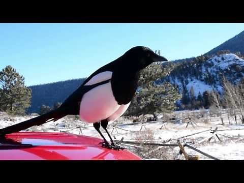 Black-Billed Magpie, Rocky Mountain NP in HD