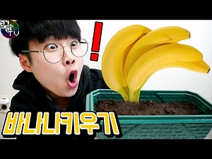 집에서 바나나키우기!!? 장기프로젝트 (마지막주의) 꿀잼 [ 꾹TV ]