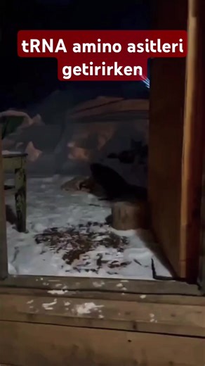 Bir kodon bir amino asit şifrelerken bir amino asit birden fazla kodonla şifrelenebilir. Bir amino asiti bir tRNA taşır. Ancak bir protenin sentezinde aynı amino asit için birden fazla kez aynı tRNA aynı amino asiti taşıyarak kullanılabilir.#tyt #yks2026 #yks #tyt2026 #yks26