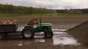 Descubre el fascinante mundo de los capibaras