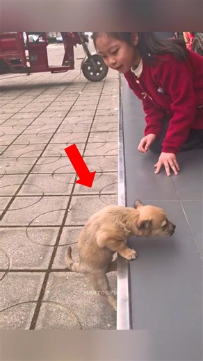 ഈ നായകുട്ടിക്ക് ഉയരമുള്ള സ്ഥലങ്ങളിൽ കയറാൻ അറിയില്ലായിരുന്നു | #shorts