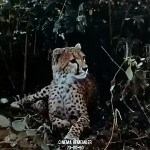 #tarzan #siglatv 📽🎞🎬📺🇺🇸🦧🦁🐊🐅🐘💪💪 | Cinema Remember 70-80-90