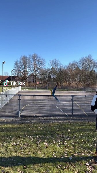 Just fly 🌈 #parrotsoftiktok #macaw #nature #free #fly